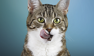 Dermatitis Atópica Canina (DAC)